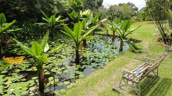 الحديقة النباتية في جزيرة بينانج ماليزيا - دليل ماليزيا