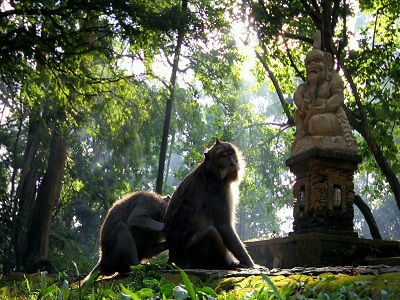 غابة القرود في بالي أندونيسيا