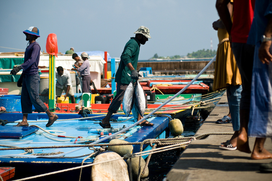 سوق السمك جزر المالديف 