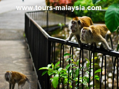 حديقة القرود في جزيرة بينانج ماليزيا