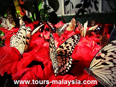 حديقة الفراشات في جزيرة بينانج ماليزيا