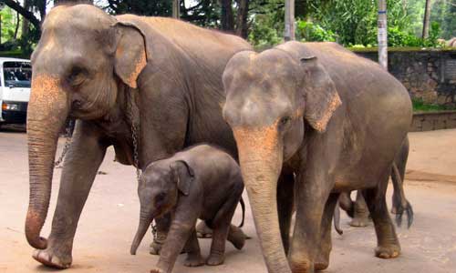 حديقة الفيلة بولاية باهنج في ماليزيا