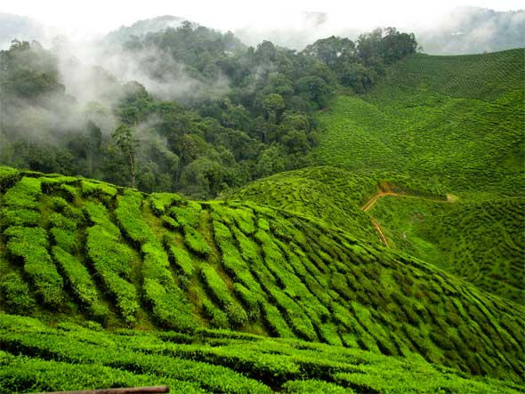 مزارع الشاي في كاميرون هايلاند ماليزيا 